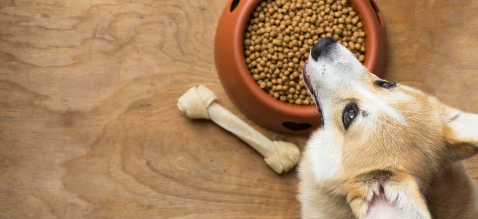 Can You Buy Dog Food With Snap Benefits?