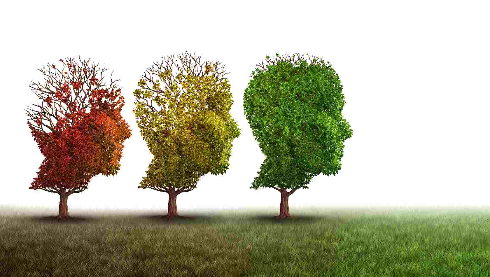 iStock-647358008_smaller_headtrees_B.jpg