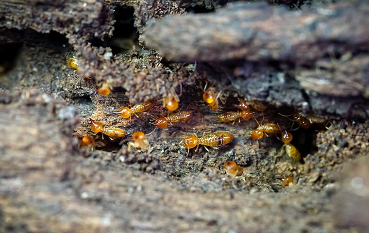termites on a dark log