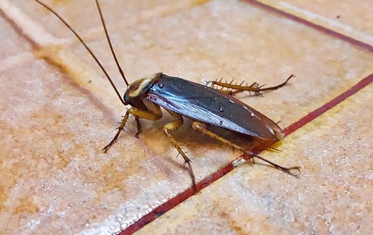 a large cockroach on a floor