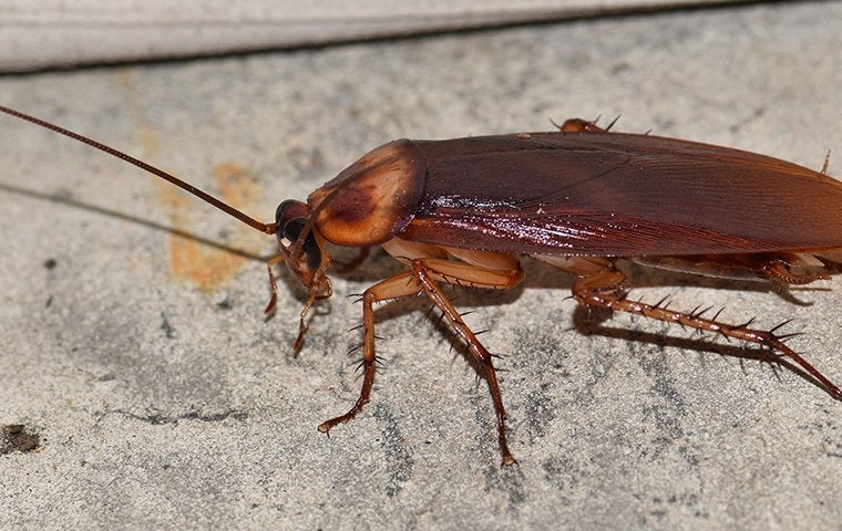 a cockroach crawling near a home