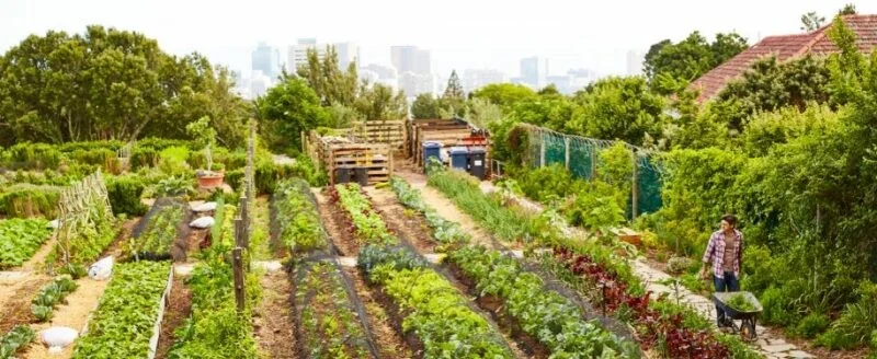 https://www.neighbor.com/storage-blog/ultimate-guide-to-los-angeles-urban-farming-and-starting-an-urban-garden/