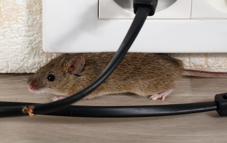 a mouse in a house