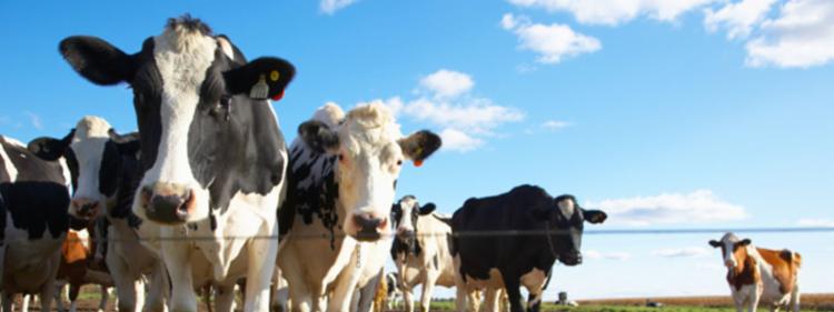 Cows in the pasture 