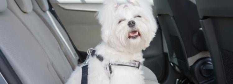 Dog riding safe in the car
