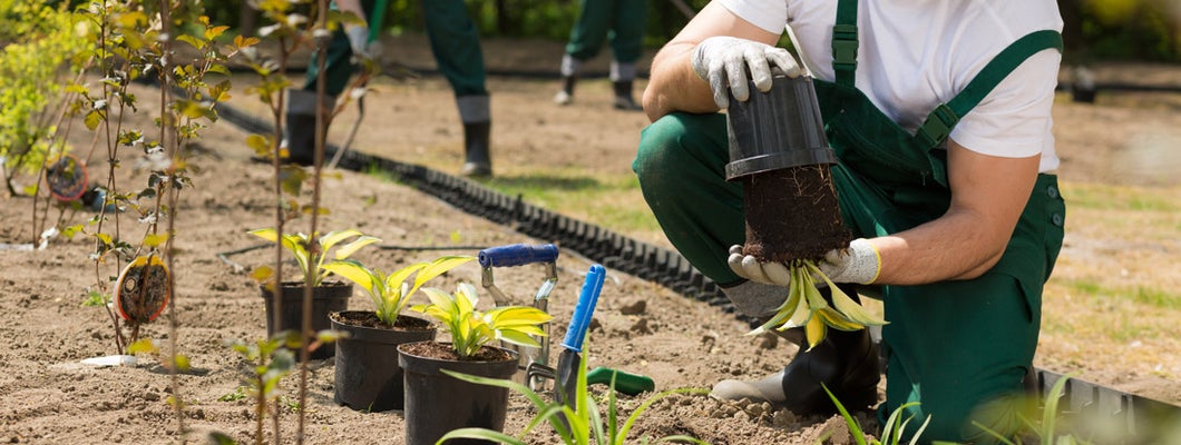 Landscaper taking the flower from the pot