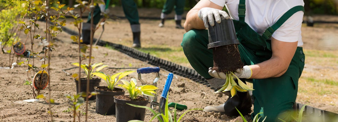 Landscaper taking the flower from the pot