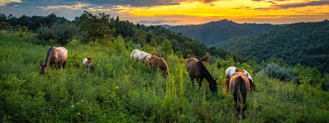 Wild horses foraging on mountain slope at sunset with the Appalachian Mountains of Kentucky in the backdrop.