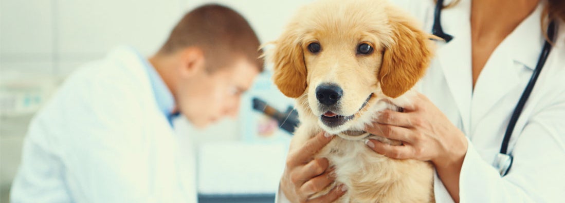 Healthy puppy after medical exam