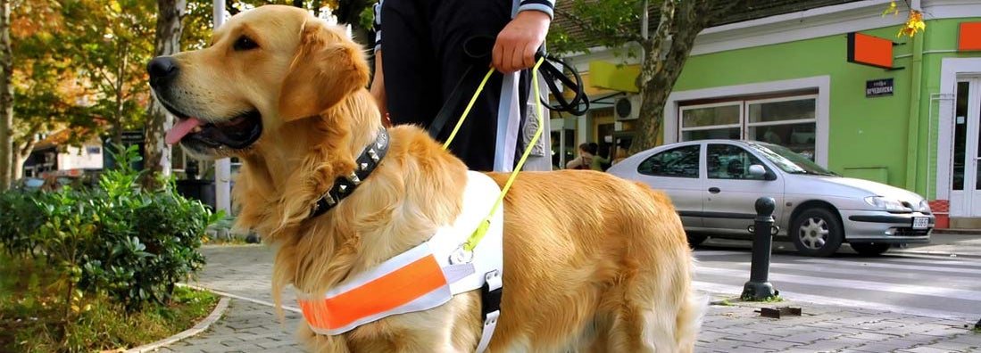 Service dog in training. Find guide dog training service insurance.
