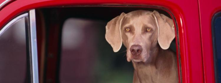 7 Surprising Dangers of Driving with Pets