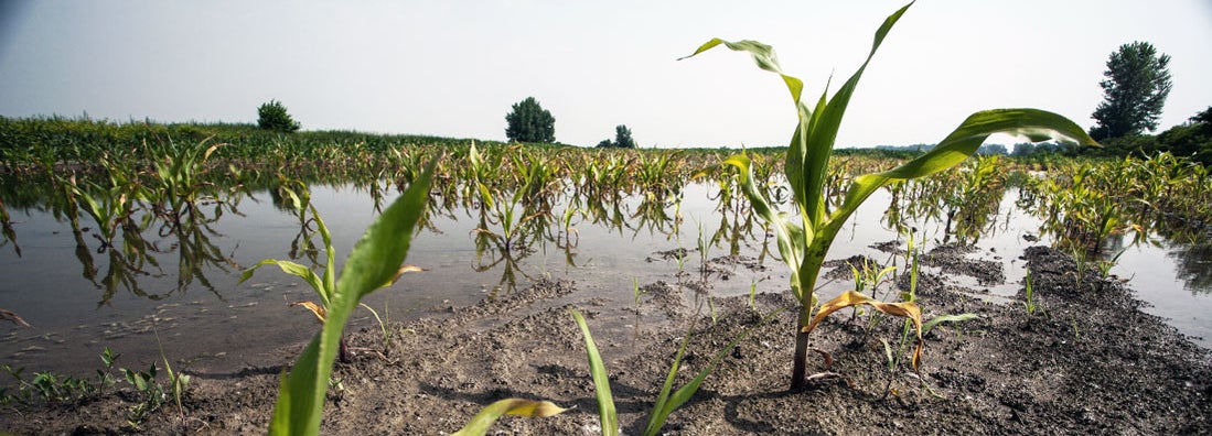 Crop Insurance