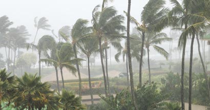 Palm trees blowing in the wind and rain as a hurricane approaches coastline