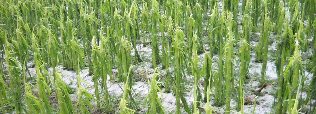 Crop hail insurance