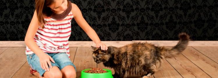 The shocking truth about cat food