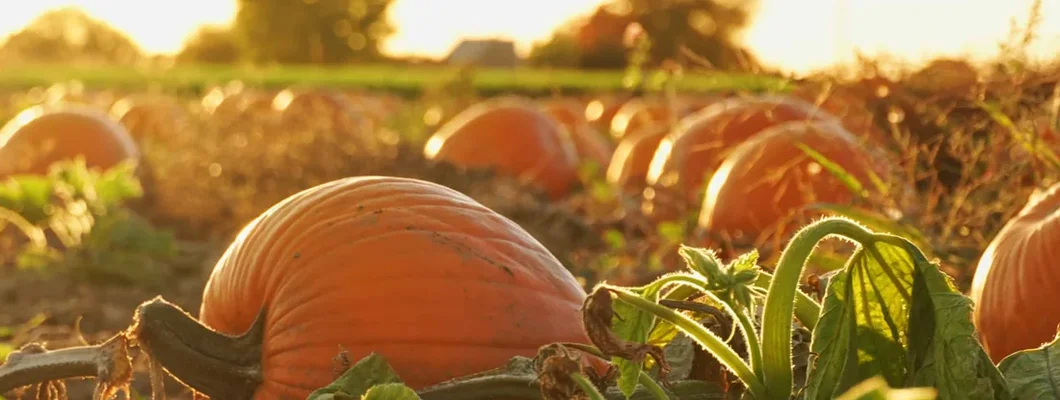 How to insure a pumpkin patch. Autumn festival scene and celebration of fall. 