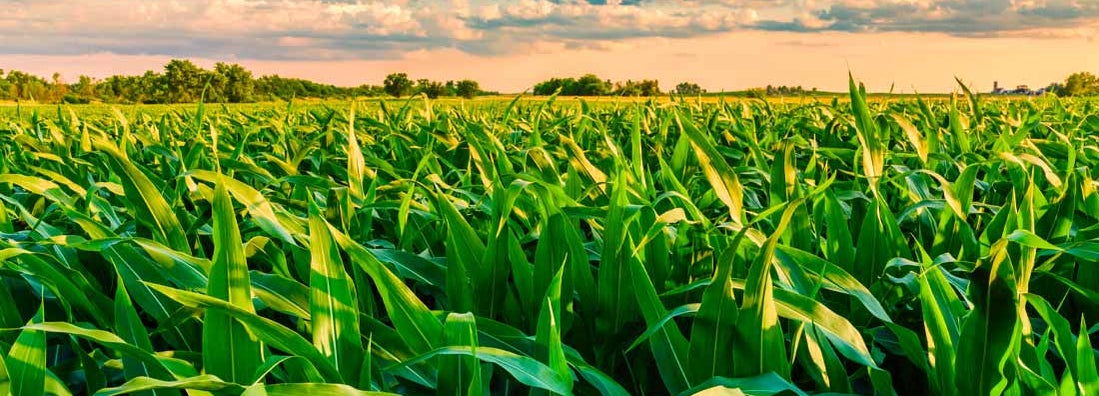 Champaign Illinois Farm Insurance