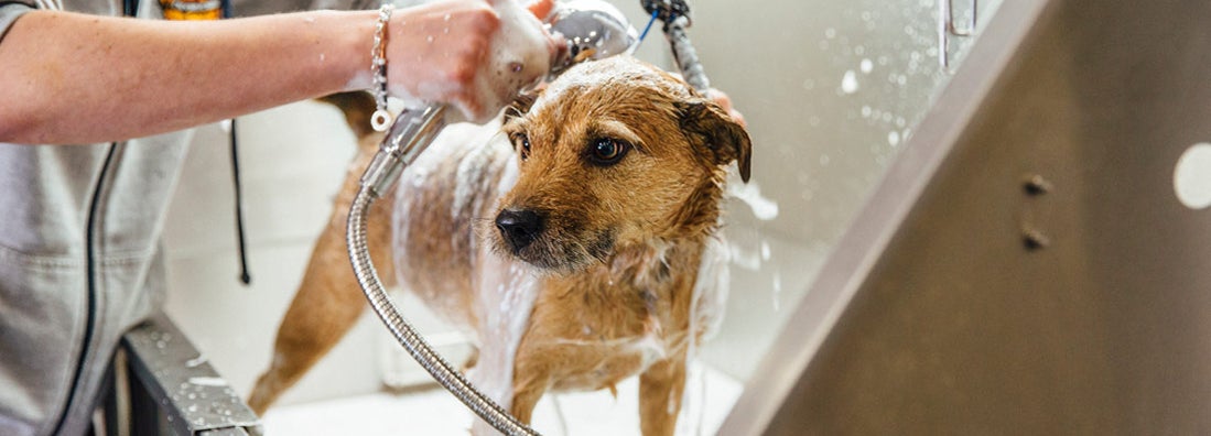 Animal Grooming Center Insurance