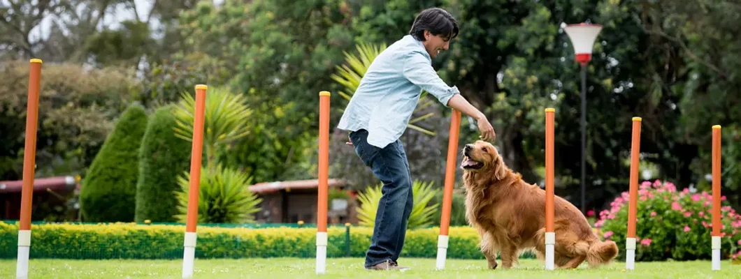 Man training a dog at an obstacle course. Find Dog and Pet Trainer Insurance.