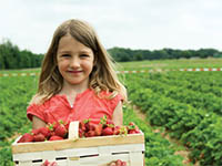 Little girl at a berry farm