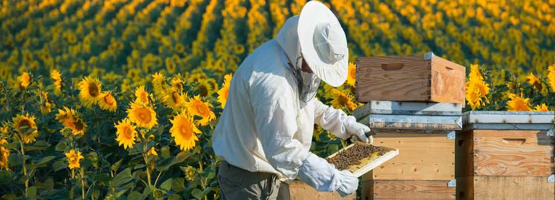 Beekeeper working on hobby farm. Find Hobby Farm Insurance.