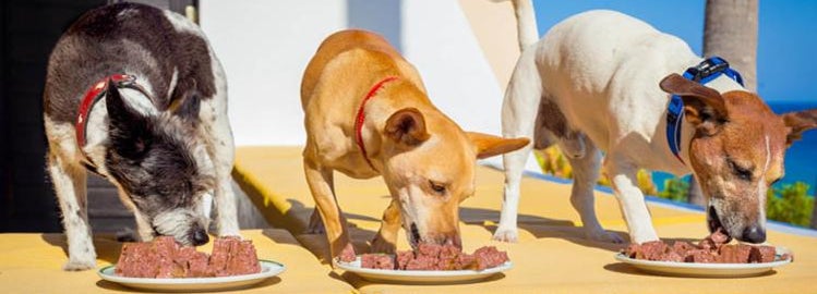 Dogs eating raw meat