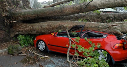 Car Crushed by Tree. Who’s Responsible When a Neighbor’s Tree Falls on Your Car?