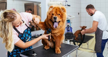 Chow -chow dog at pet grooming salon