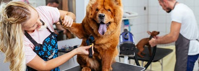 Chow -chow dog at pet grooming salon