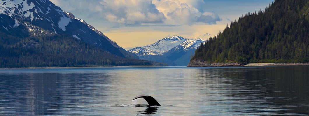 Humpback whale tail in calm waters Glacier Bay National Park Alaska