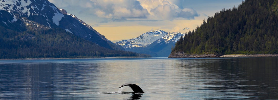Humpback whale tail in calm waters Glacier Bay National Park Alaska