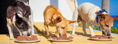 Dogs eating raw meat