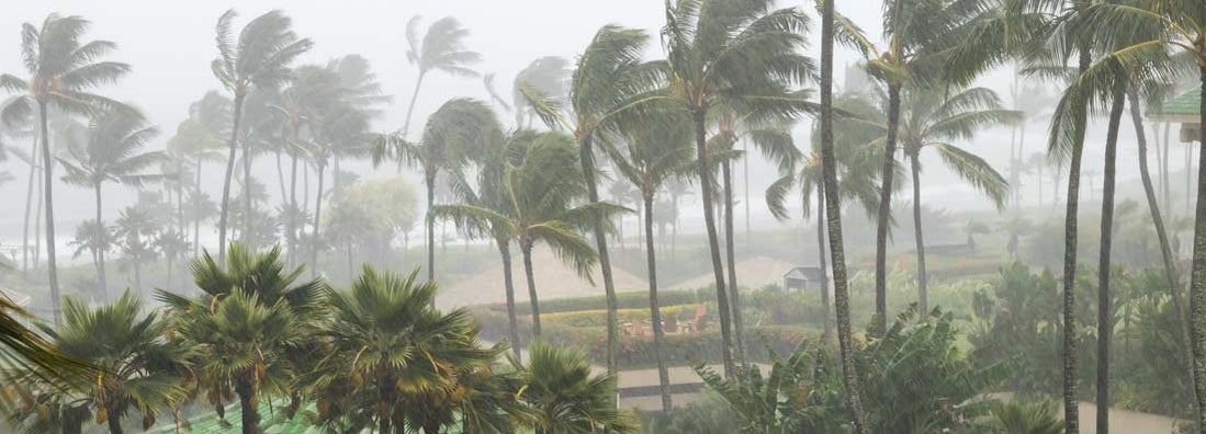 Palm trees blowing in the wind and rain as a hurricane approaches coastline. Find Windstorm Insurance.