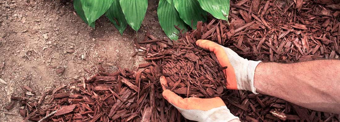 Man spreading mulch around hosta plants in garden. Find lawn mulching service insurance.