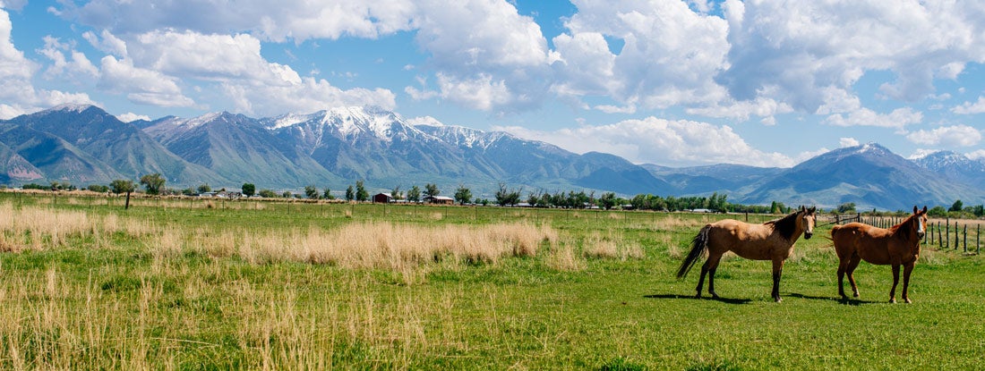 Horses in the ranch in Utah