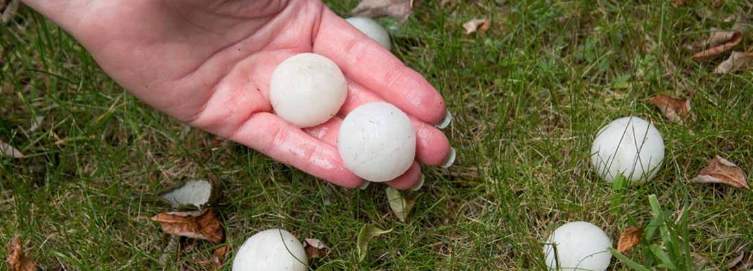 Hail on the grass after the storm