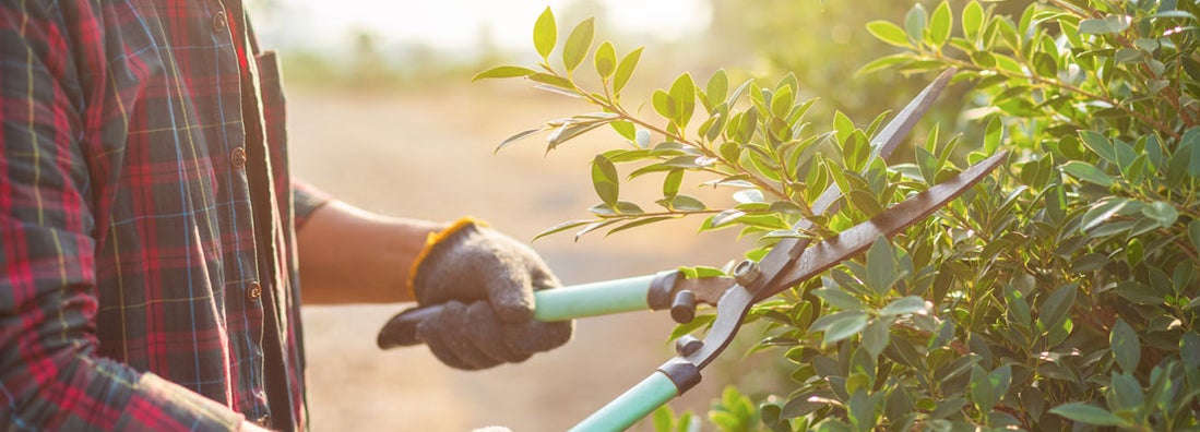 Shrub Care Insurance