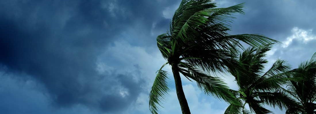 Waving palm trees in windy tropical storm over cloudy dark sky