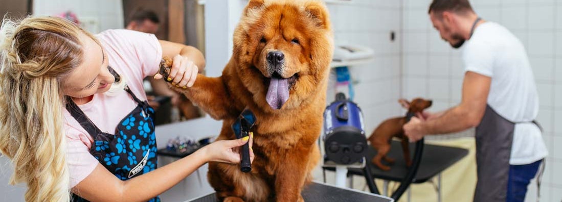 How to start a pet grooming business