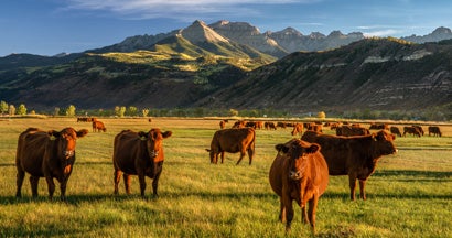 Find ranch insurance.  Cattle ranch in Colorado.