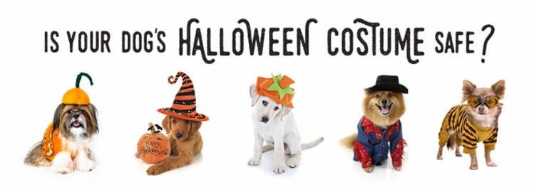 Dogs in Costume