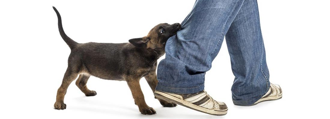 Will homeowners insurance cover dog bites