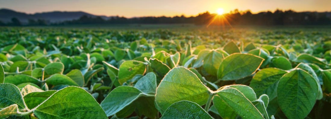 Mississippi Soybean Farm Insurance