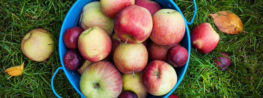 basket of apples