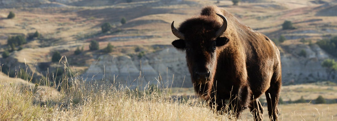 Theodore Roosevelt National Park, North Dakota