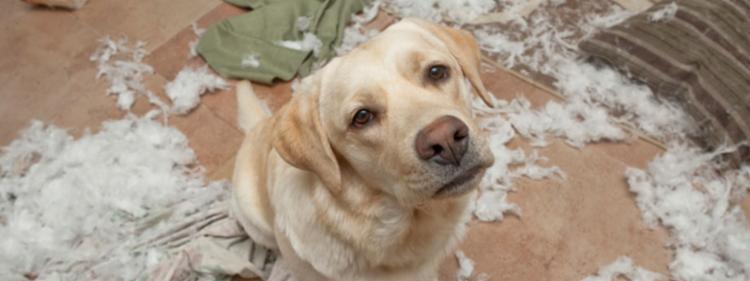 Dog caught making a mess