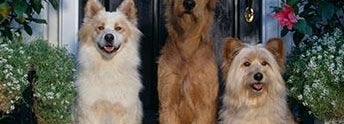 Group of happy dogs
