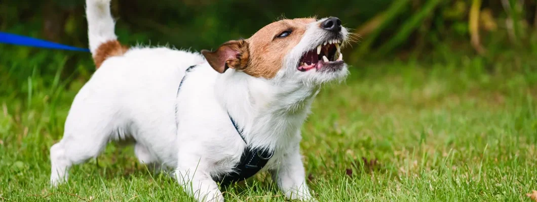 Angry dog aggressively barking and defending his territory. Will insurance cover dog bites?