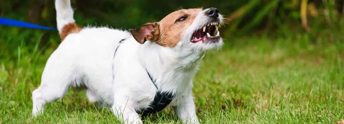 Angry dog aggressively barking and defending his territory. Will insurance cover dog bites?