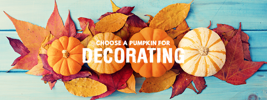 Pumpkins from above